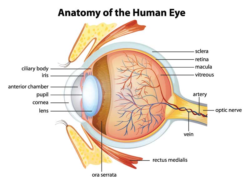 anatomy of human eye